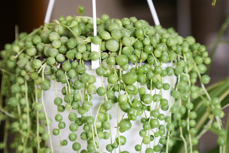 String of Pearls is a distinctive trailing succulent with spherical, pea-like leaves strung along slender stems, native to the arid regions of South