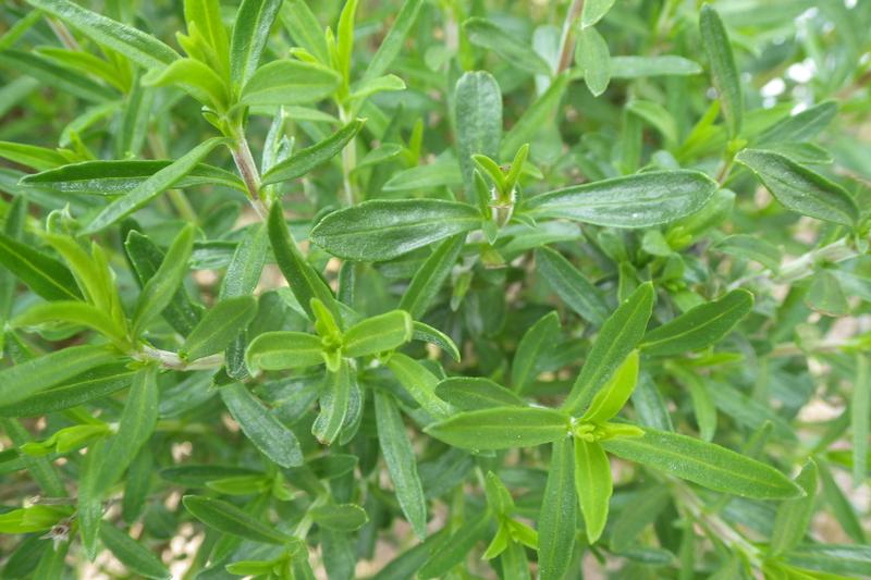 Summer Savory is a bushy annual herb native to the Mediterranean, growing to around 30–45 cm tall with slender, aromatic leaves and delicate pale