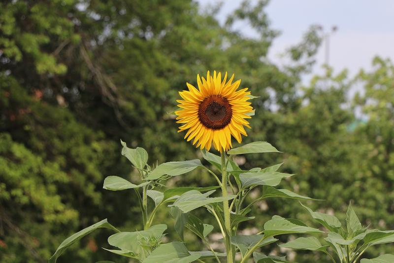 Sunflowers are iconic summer annuals native to North America, renowned for their large, cheerful yellow blooms that can reach impressive heights