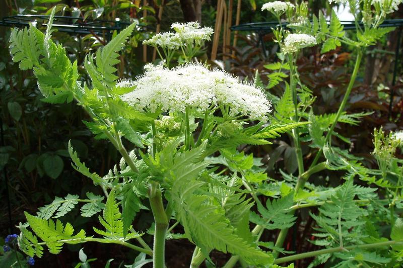 Sweet Cicely (Myrrhis odorata): Growing up to 150 cm tall, it produces delicate, fern-like foliage with a sweet aniseed scent and umbels of white
