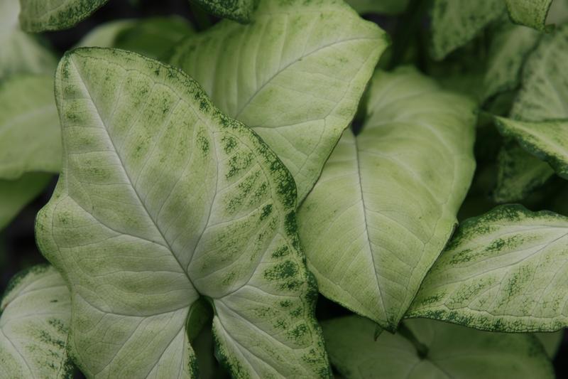 Syngonium (Syngonium podophyllum): Young plants display compact, upright growth with pale green foliage marked by silvery veins, whilst mature