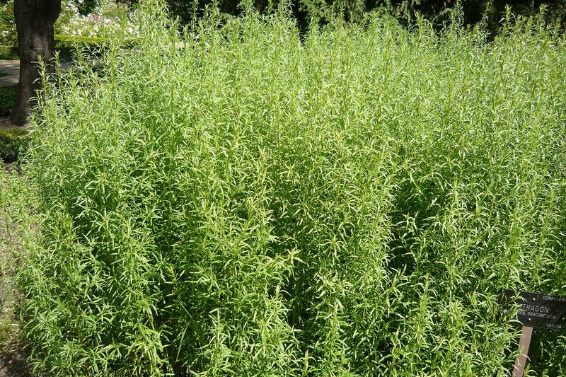 Tarragon (Artemisia dracunculus): Native to southern Europe and central Asia, it forms bushy clumps of narrow, grey-green foliage reaching 60–90 cm