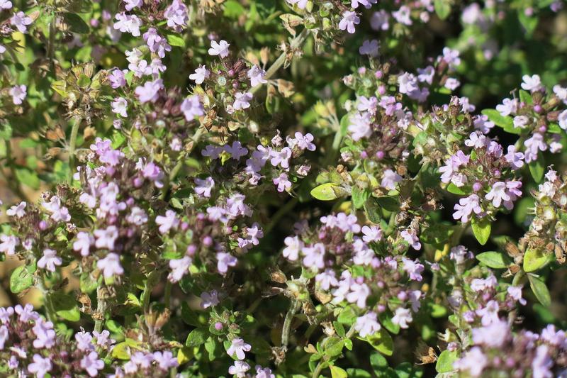 Thyme is a low-growing, woody-stemmed perennial herb with tiny aromatic grey-green leaves and clusters of pale pink to lilac flowers in summer