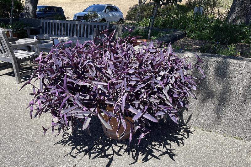 Tradescantia zebrina is a striking trailing houseplant native to Mexico and Central America, renowned for its vibrant purple and silver-striped