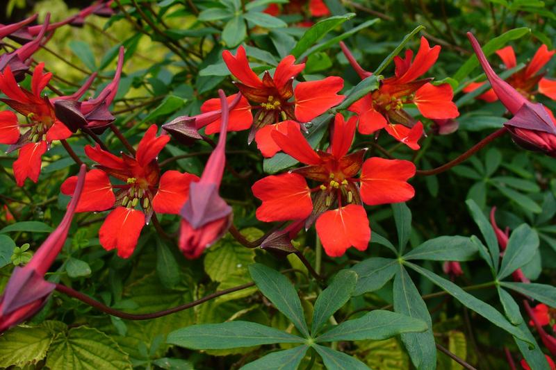 Tropaeolum (Tropaeolum speciosum): It produces spectacular scarlet flowers from summer through autumn, followed by bright blue berries, scrambling
