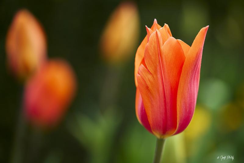 Tulips are iconic spring-flowering bulbs renowned for their elegant, cup-shaped blooms in virtually every colour imaginable