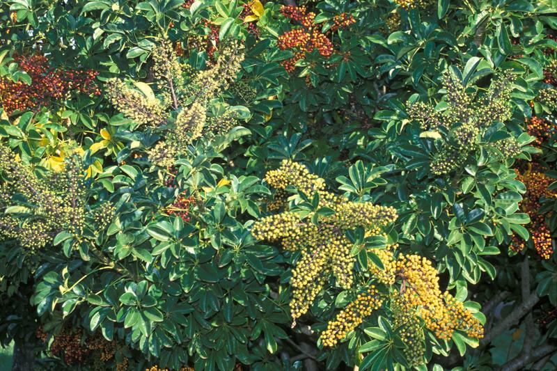 Umbrella Plant (Schefflera arboricola): The Umbrella Plant is a popular evergreen houseplant native to Taiwan and Hainan, prized for its glossy