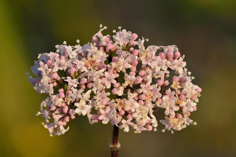 Valerian is a hardy herbaceous perennial native to Europe and parts of Asia, prized for its medicinal roots and clusters of sweetly scented pink or