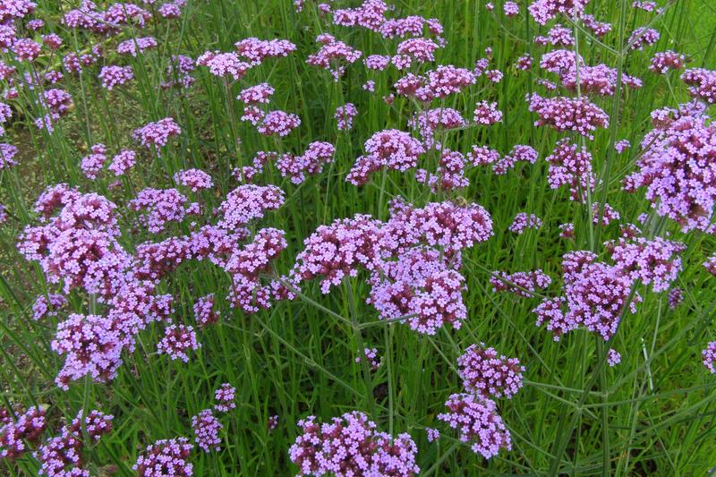 Verbena bonariensis is a tall, airy perennial native to South America that has become a cottage garden favourite across the UK