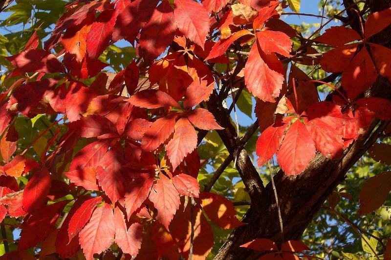 Virginia Creeper is a vigorous deciduous climber native to eastern North America, prized in British gardens for its spectacular autumn colour