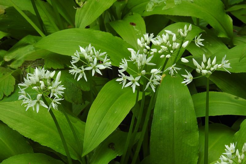 Wild garlic is a native British woodland perennial beloved for its pungent, garlic-scented leaves and delicate white star-shaped flowers that carpet