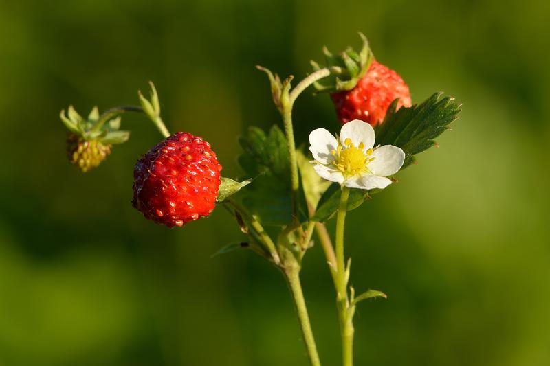 Wild Strawberry (Fragaria vesca): Growing 10–20 cm tall, it spreads via runners to form attractive ground cover with trifoliate leaves that remain