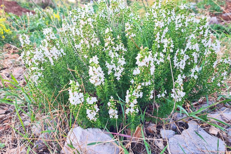 Winter Savory is a compact, evergreen perennial herb native to the Mediterranean, forming woody-based mounds of narrow, aromatic leaves and delicate