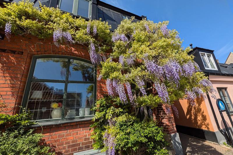 Wisteria is a vigorous deciduous climber renowned for its spectacular cascading racemes of fragrant, pea-like flowers in shades of lilac, purple, and