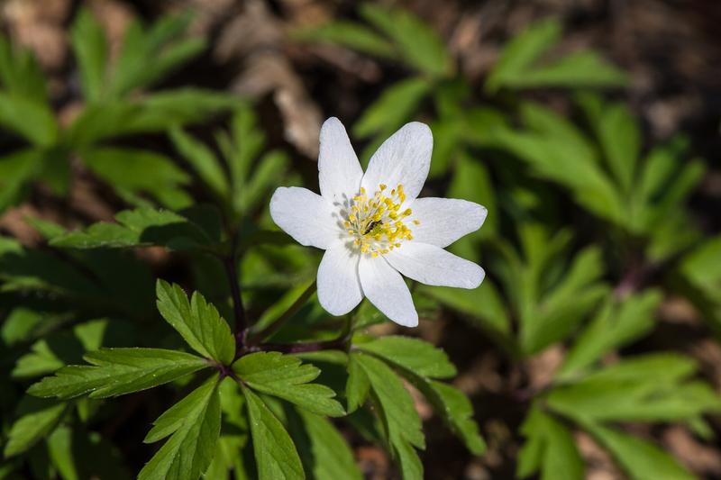 Wood anemone is a delicate British native wildflower that carpets ancient woodlands with starry white flowers in early spring