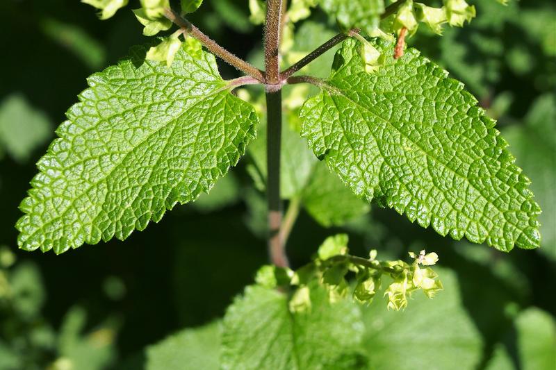 Wood Sage is a charming British native wildflower with soft, wrinkled sage-like leaves and spikes of pale greenish-yellow flowers that appear from