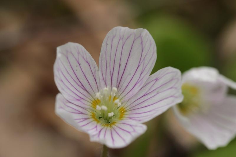 Wood sorrel is a delicate native British wildflower with shamrock-like trifoliate leaves and nodding white flowers veined with lilac