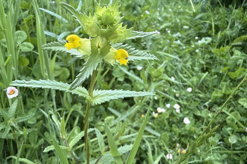 Yellow Rattle is a charming native British annual wildflower with bright yellow, two-lipped flowers that bloom from May to September
