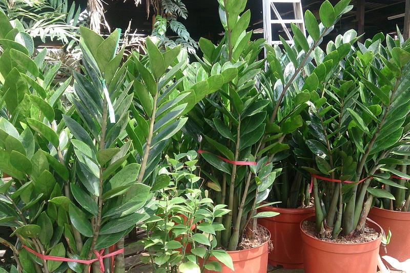 ZZ Plant (Zamioculcas zamiifolia): The ZZ Plant is a striking evergreen houseplant native to eastern Africa, prized for its glossy, dark green
